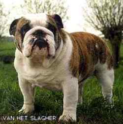 bulldog ou bouledogue anglais : CH Bagheera V.H. Slaghek